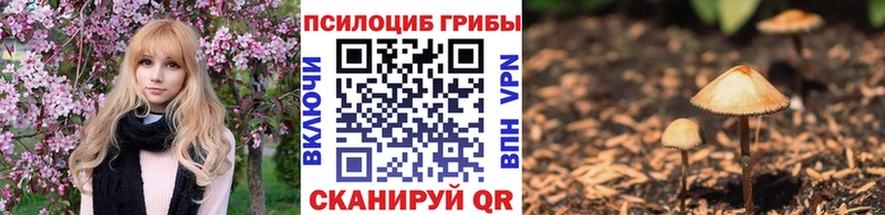 Купить где Фокино Галлюциногенные грибы MAGIC MUSHROOMS